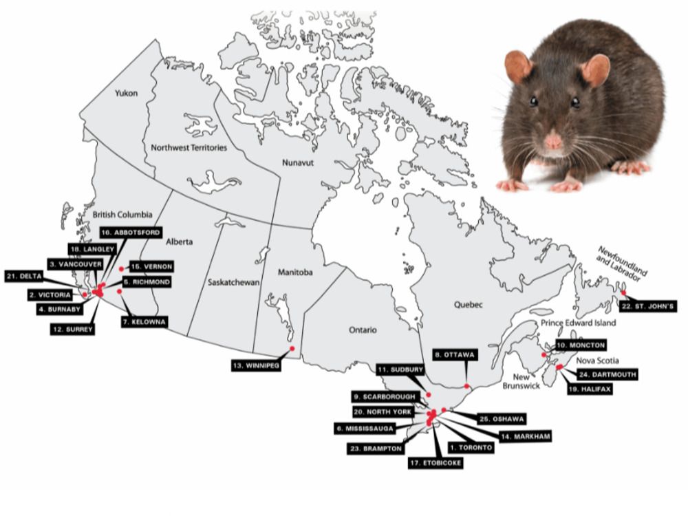 Orkin Canada's rat map has no listings in Alberta or Saskatchewan.